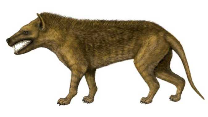 Mystery Beast of Gevaudan, Gevaudan, dog-wolf hybrid