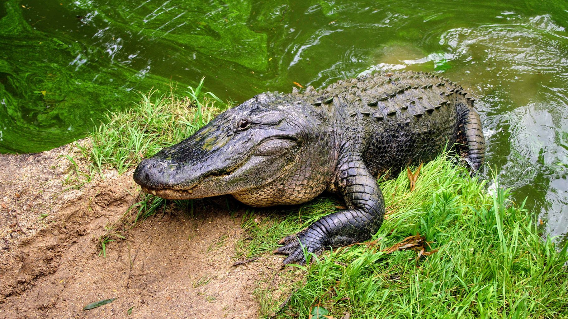 If I had an alligator as a pet …